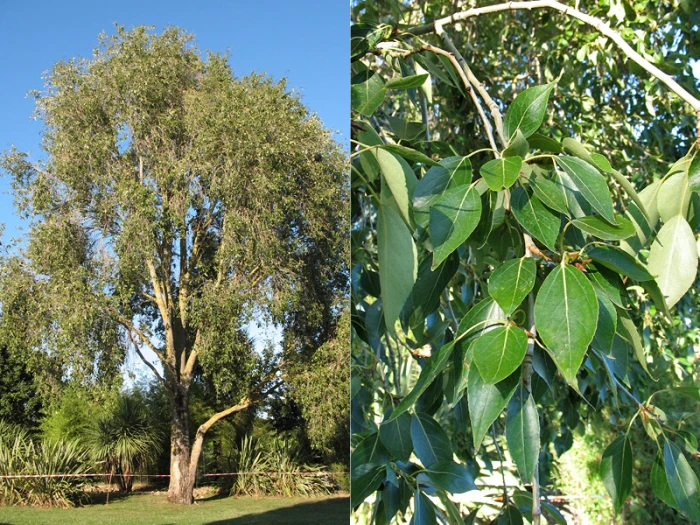 Populus simonii image