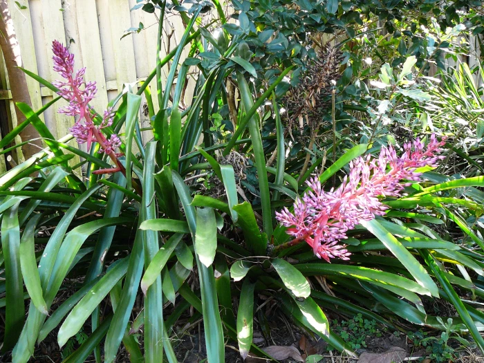 Portea petropolitana image