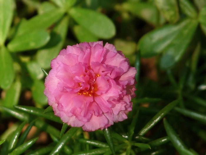 Portulaca grandiflora image