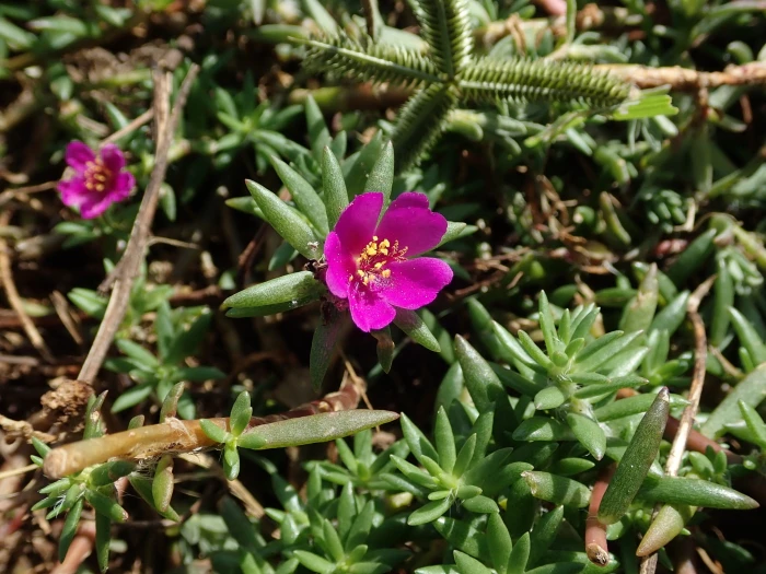 Portulaca pilosa image