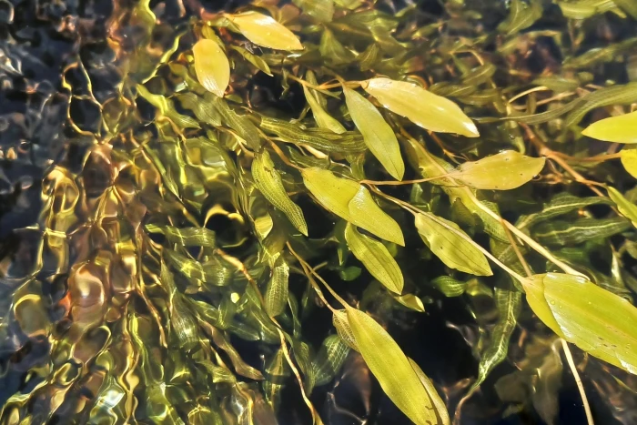 Potamogeton alpinus image