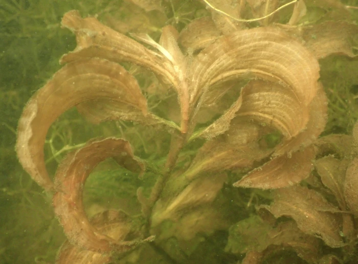 Potamogeton amplifolius image