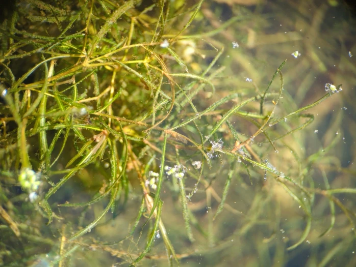 Potamogeton foliosus image