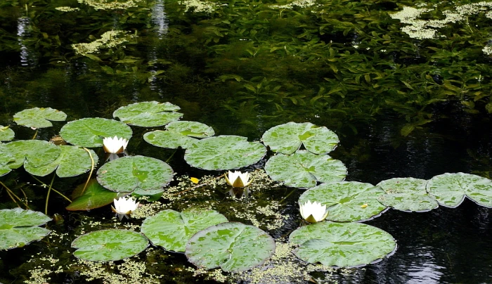 Potamogeton lucens image