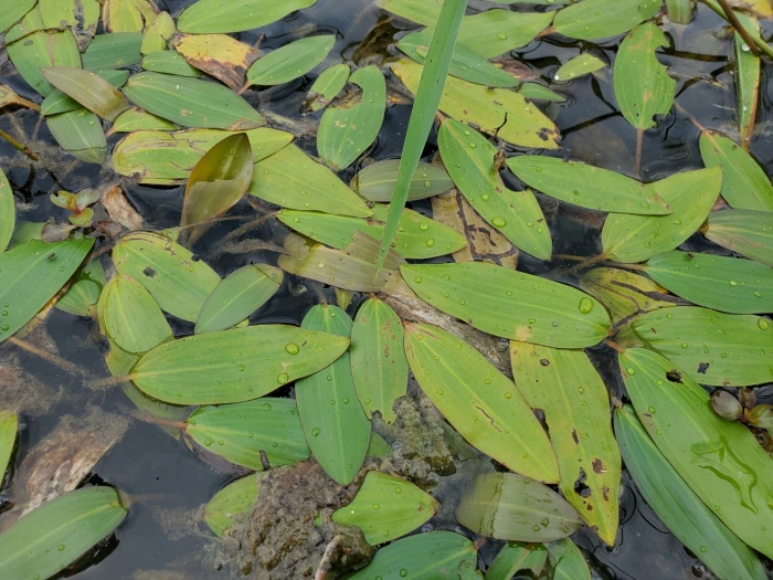 Potamogeton nodosus image