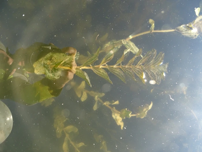 Potamogeton perfoliatus image