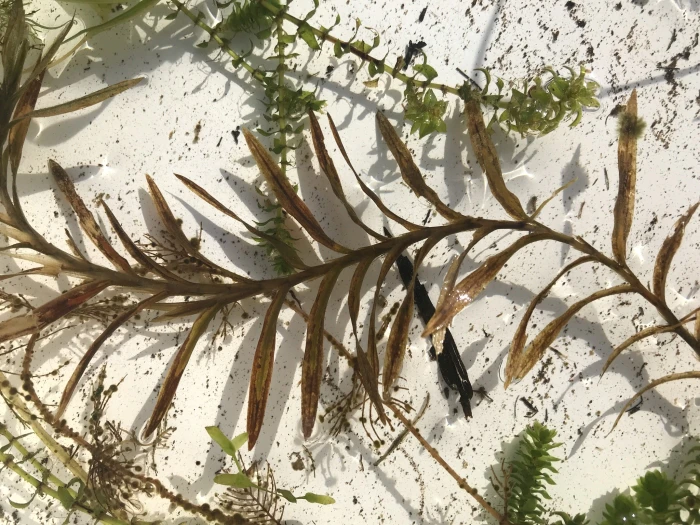 Potamogeton robbinsii image