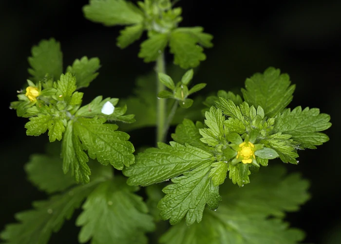 Potentilla biennis image