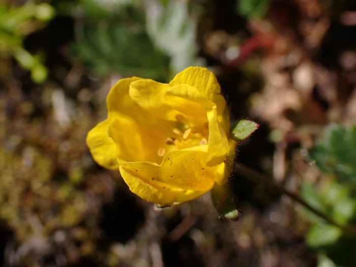 Potentilla crantzii image