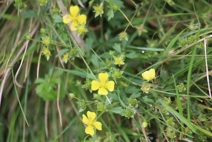 Potentilla erecta image