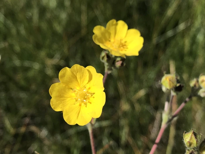 Potentilla gracilis image