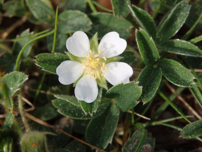 Potentilla montana image