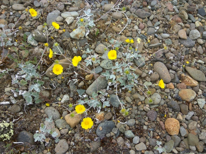 Potentilla nivea image