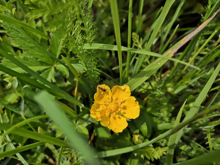 Potentilla reptans image