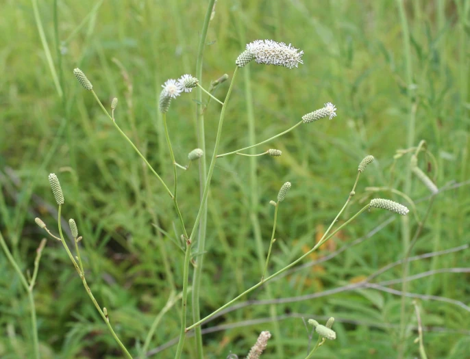 Poterium tenuifolium image
