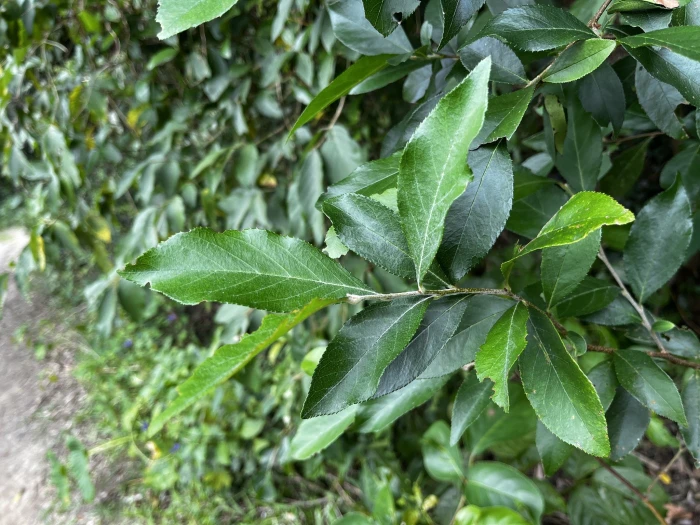 Pourthiaea arguta image