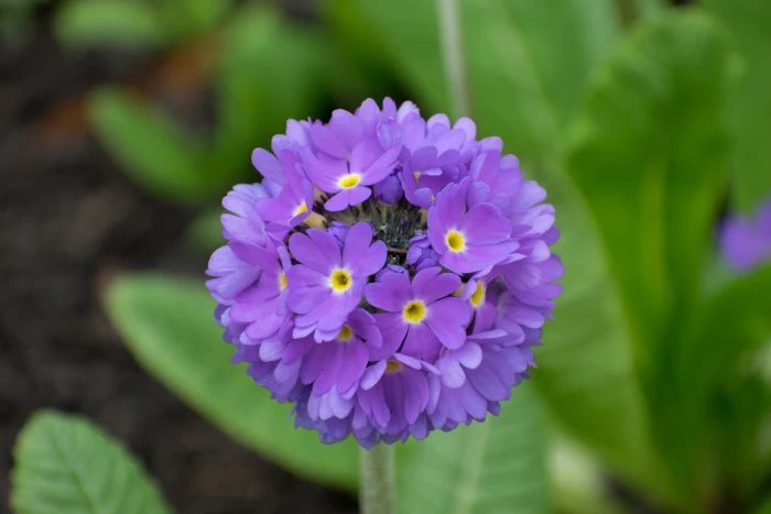 Primula denticulata image