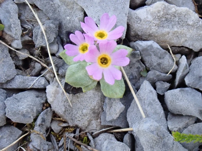 Primula laurentiana image