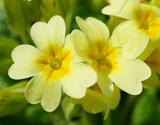 Primula ×polyantha image
