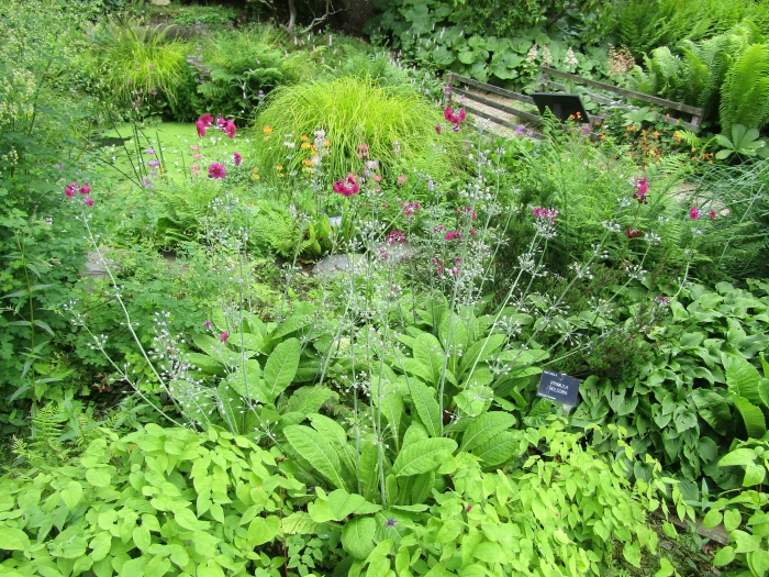 Primula wilsonii image