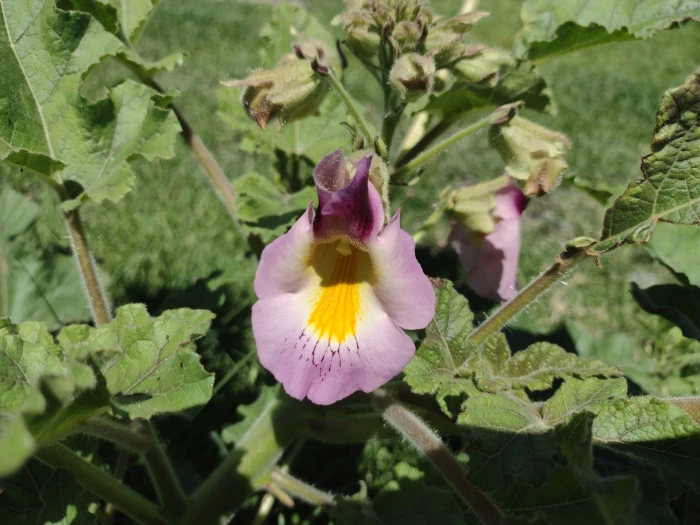 Proboscidea parviflora image