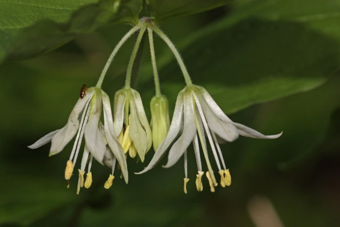 Prosartes hookeri image
