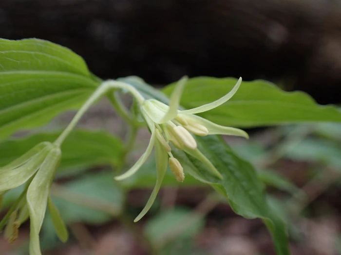 Prosartes lanuginosa image