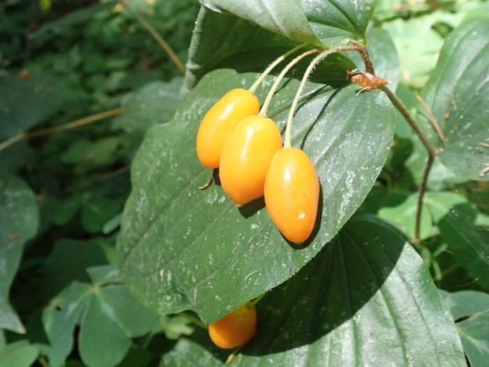 Prosartes smithii image