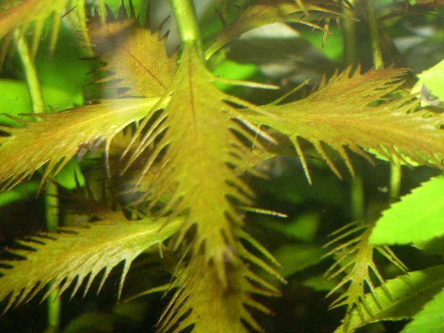 Proserpinaca palustris image