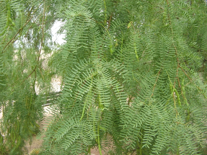 Prosopis glandulosa image