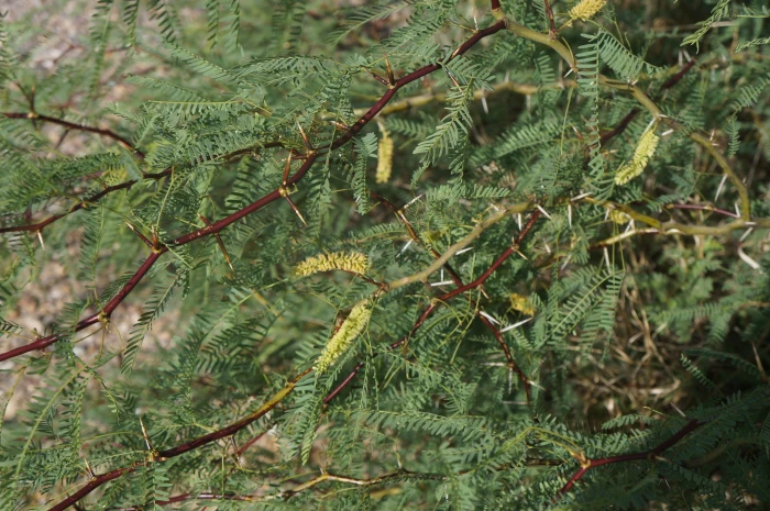 Prosopis glandulosa var. torreyana image