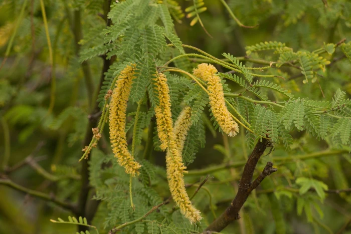Prosopis juliflora image