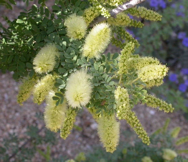 Prosopis pubescens image