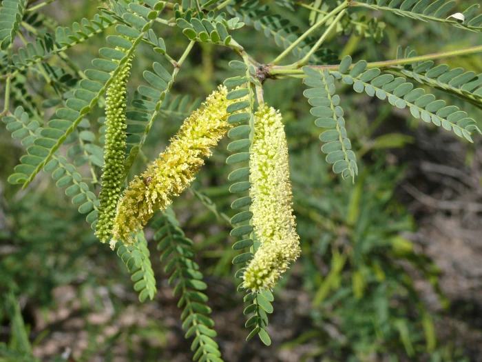 Prosopis velutina image