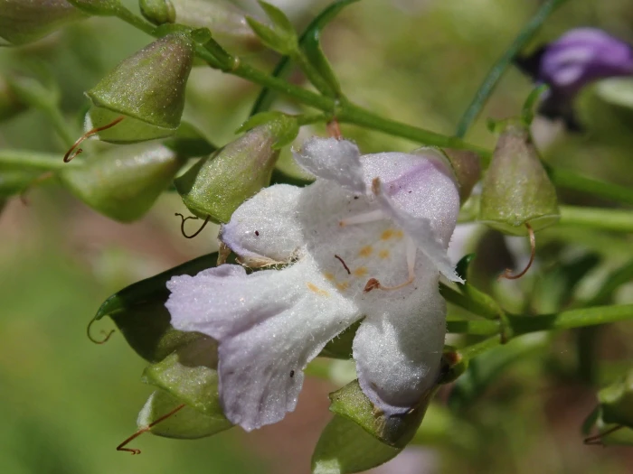 Prostanthera linearis image