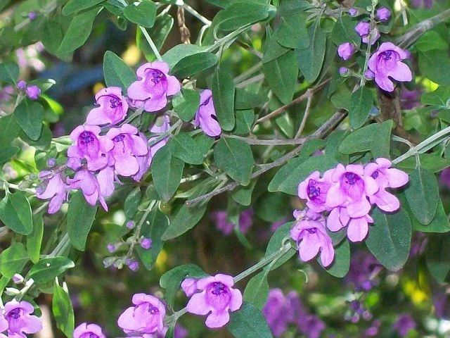 Prostanthera ovalifolia image