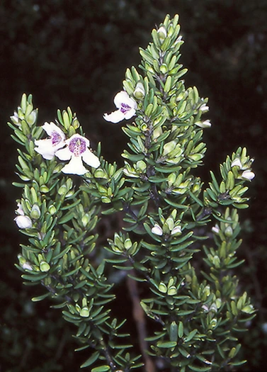 Prostanthera phylicifolia image