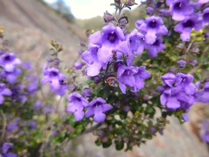 Prostanthera rotundifolia image