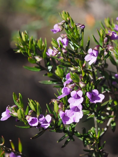 Prostanthera scutellarioides image