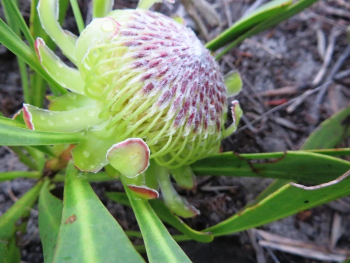 Protea acaulos image