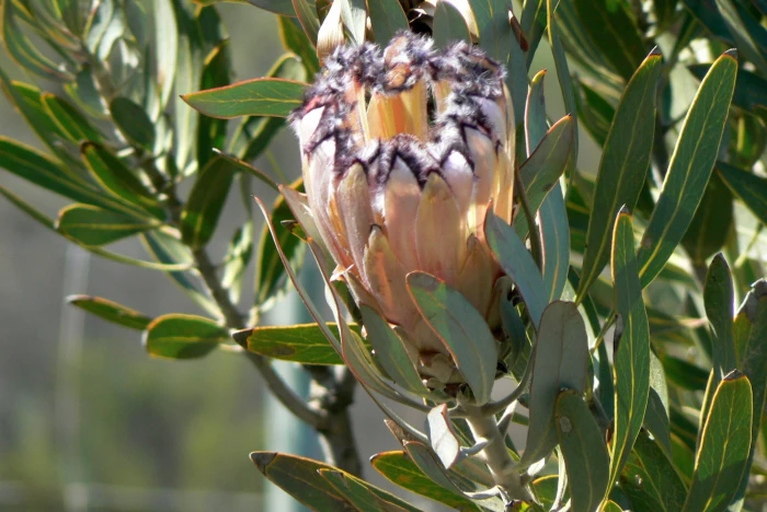 Protea laurifolia image