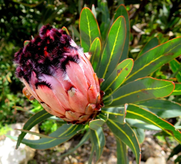Protea neriifolia image