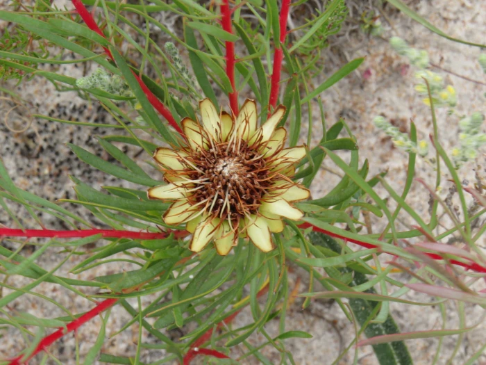 Protea scolymocephala image