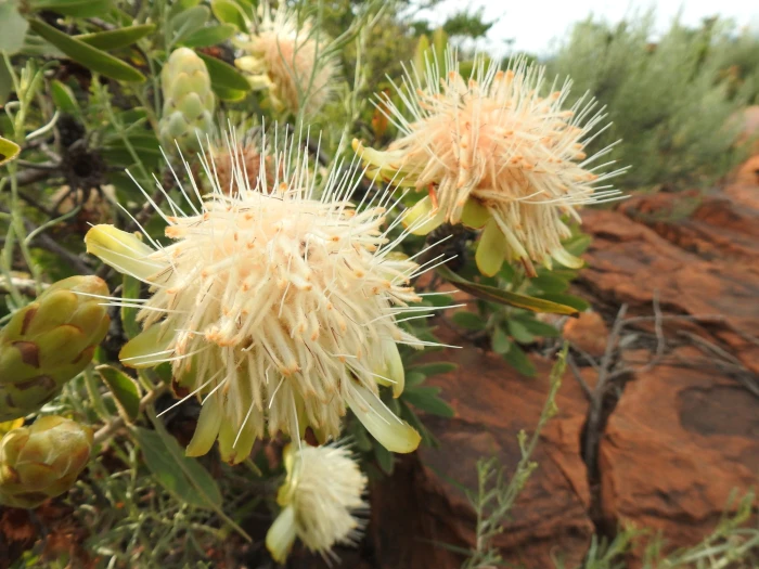 Protea welwitschii image
