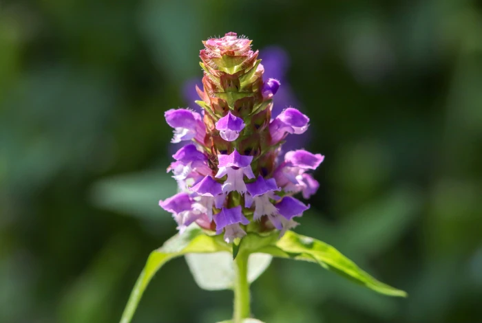 Prunella vulgaris image