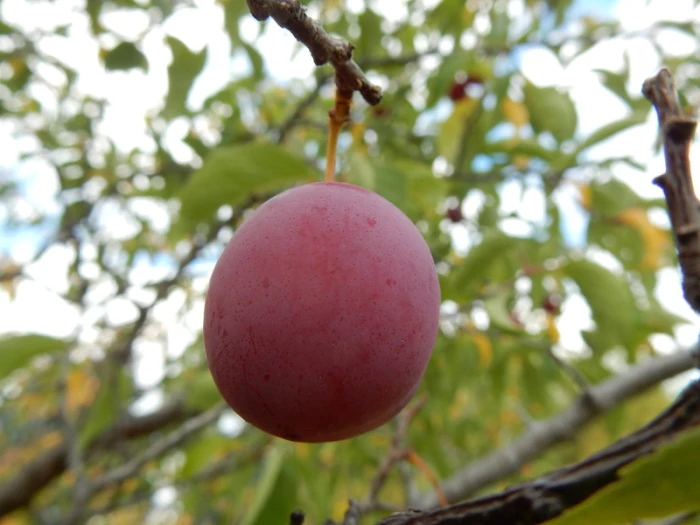 Prunus americana image