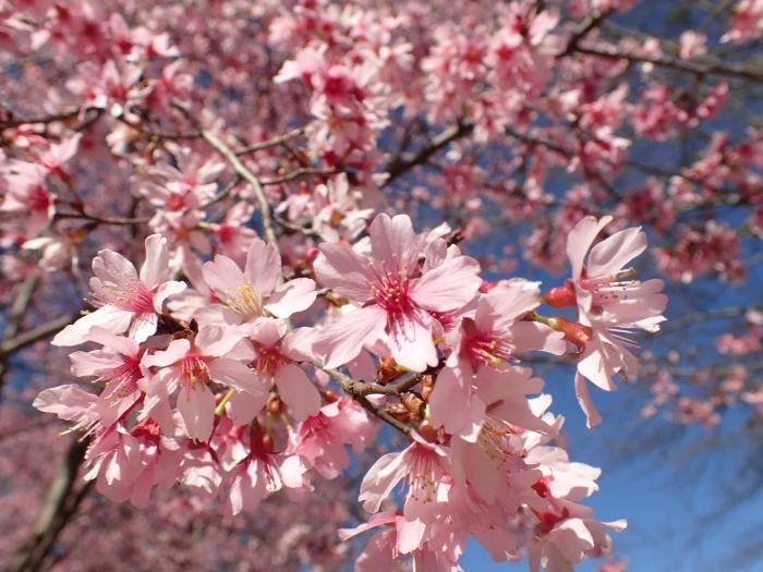Prunus campanulata image