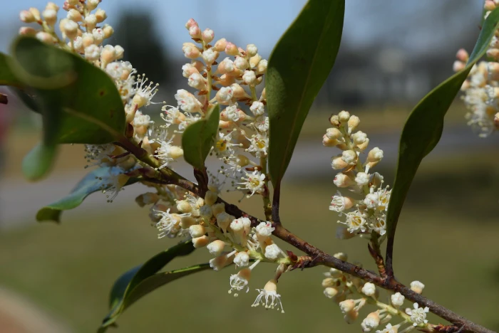 Prunus caroliniana image