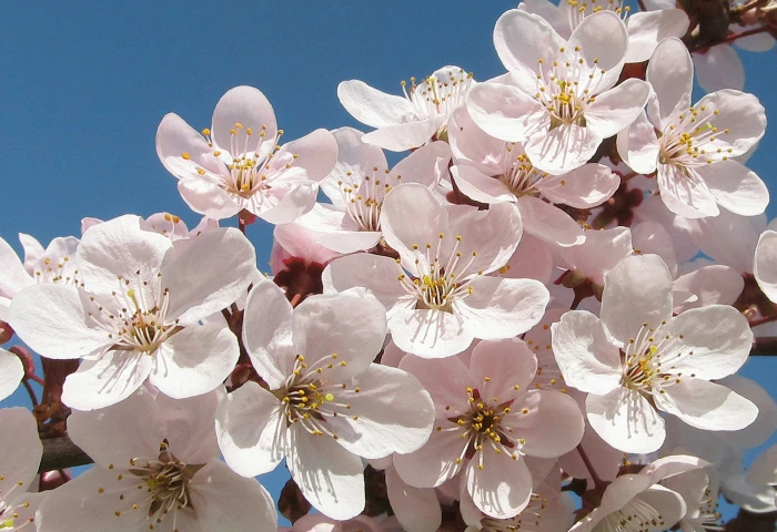 Prunus cerasifera image