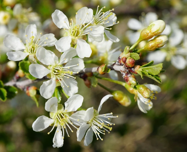 Prunus fruticosa image